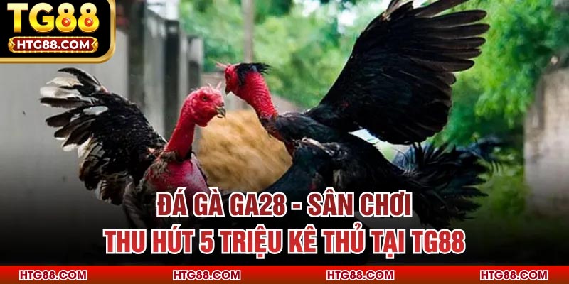 Đá Gà GA28 - Sân Chơi Thu Hút 5 Triệu Kê Thủ Tại TG88