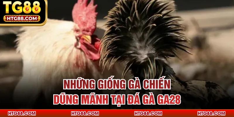 Những giống gà chiến dũng mãnh tại đá gà GA28