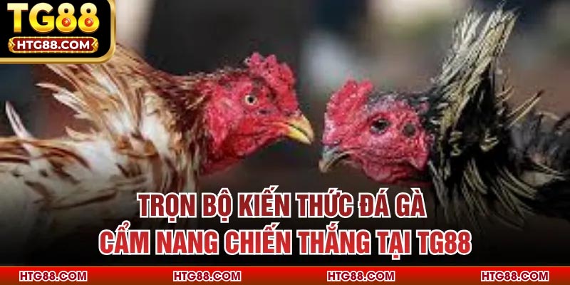 Trọn Bộ Kiến Thức Đá Gà - Cẩm Nang Chiến Thắng Tại TG88